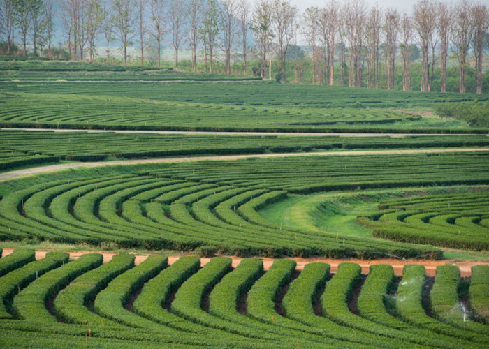 Darjeeling package