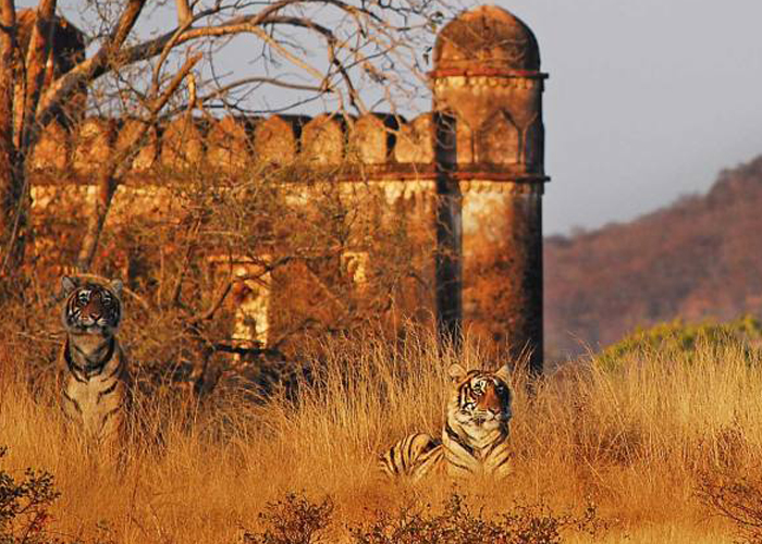 Ranthambore Package